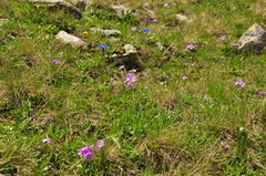 Primula algida