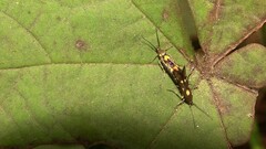 Eretmocera impactella