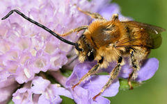 Eucera longicornis
