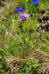 Primula algida