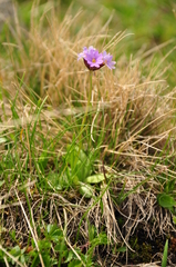 Primula algida