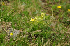 Pedicularis condensata
