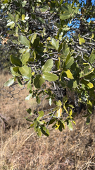 Quercus emoryi