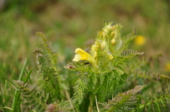 Pedicularis condensata
