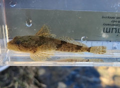 Cottus bairdii