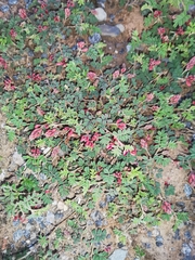 Indigofera alternans