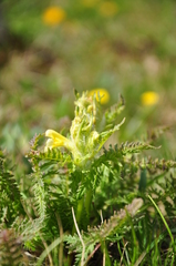 Pedicularis condensata