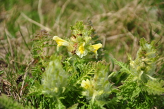 Pedicularis condensata