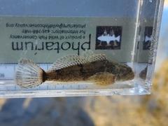 Cottus bairdii