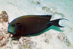 Acanthurus