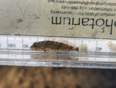 Cottus bairdii