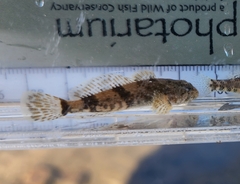 Cottus bairdii