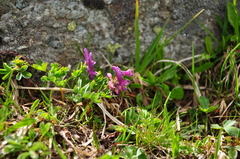 Corydalis conorhiza