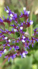 Limonium perezii