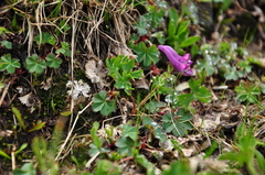 Corydalis conorhiza