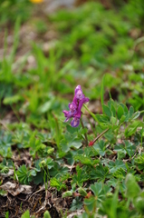 Corydalis conorhiza