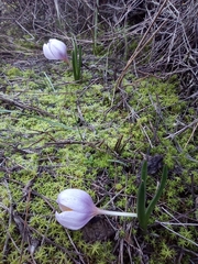 Colchicum triphyllum
