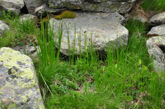 Allium schoenoprasum