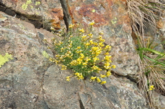 Draba bruniifolia
