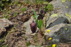 Fritillaria latifolia