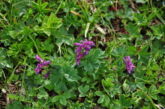 Corydalis conorhiza