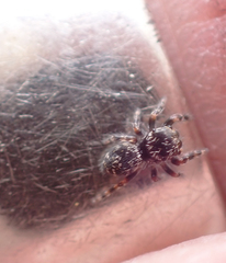 Paraphidippus aurantius