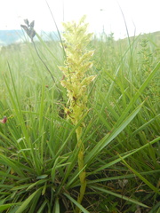 Habenaria lithophila