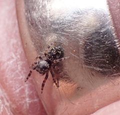 Paraphidippus aurantius