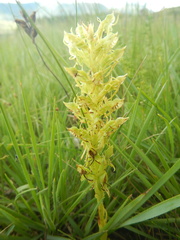Habenaria lithophila