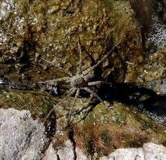 Pardosa pseudoannulata
