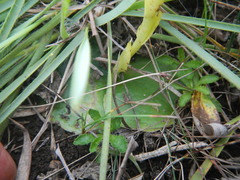 Habenaria lithophila
