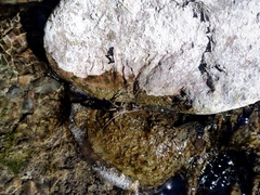 Pardosa pseudoannulata