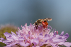 Andrena marginata
