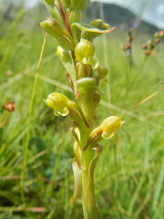 Satyrium parviflorum