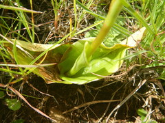 Satyrium parviflorum