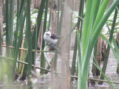 Fluvicola albiventer