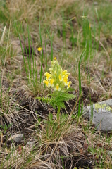 Pedicularis condensata