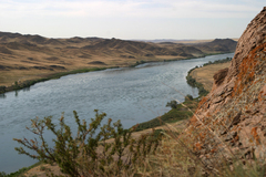 Prunus prostrata concolor