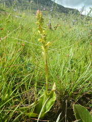 Satyrium parviflorum