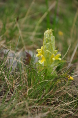 Pedicularis condensata