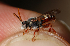 Nomada baccata