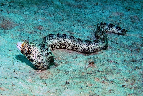 Snowflake Moray