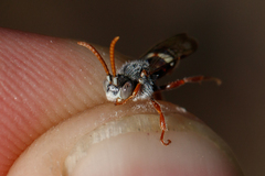 Nomada baccata