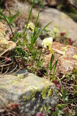Viola altaica