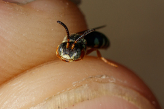 Nomada rufipes