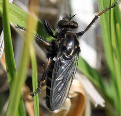 Cyrtopogon
