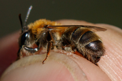 Andrena fuscipes