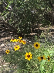 Coreopsis tinctoria
