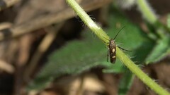 Eretmocera impactella