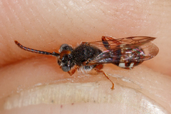 Nomada baccata